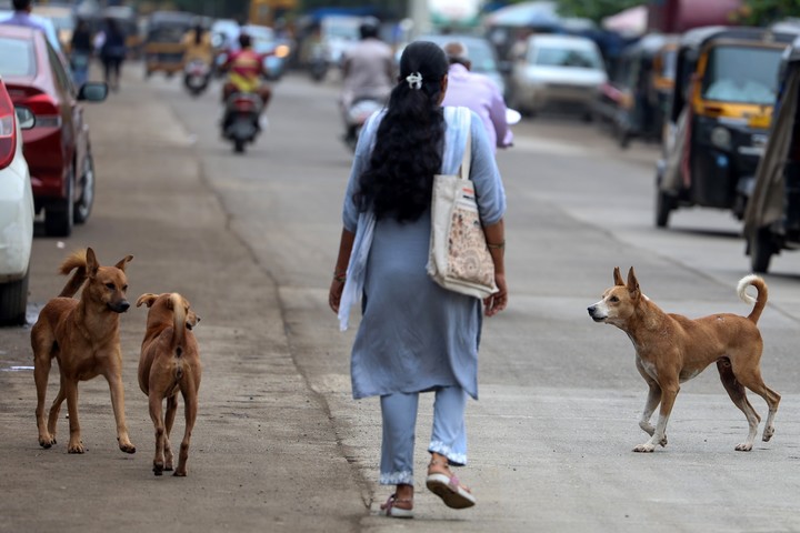 ¿Perros callejeros o comunitarios?, se preguntan en la India. Foto: EFE