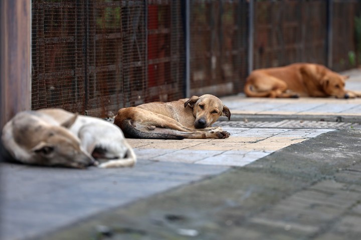 En la India hay apenas un 15% de perros vacunados. Foto: EFE