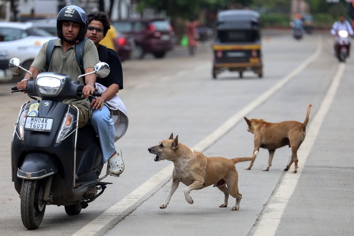 Solo en Nueva Delhi se reportan más de 100.000 mordeduras al año. Foto: EFE