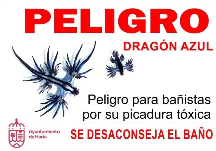 Cartel de advertencia del gobierno de Haría, en las Islas Canarias, sobre los dragones azules. Foto Ayuntamiento de Haría.
